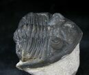 Hollardops Trilobite - Foum Zguid #28149-3